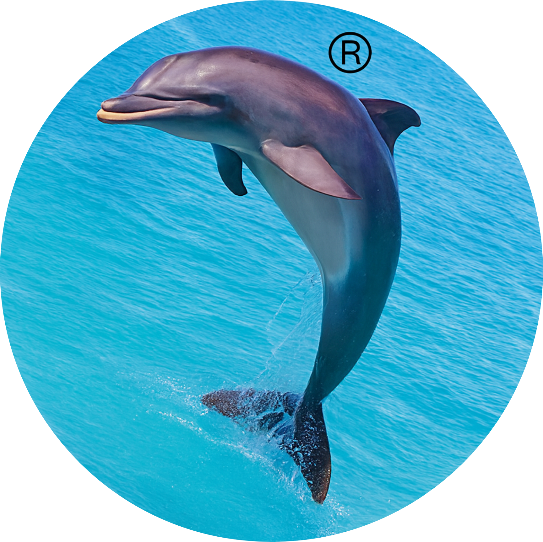 Dolphinindustries